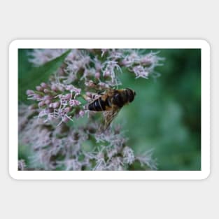 Bee And Moth On Water Hemp Flower Magnet